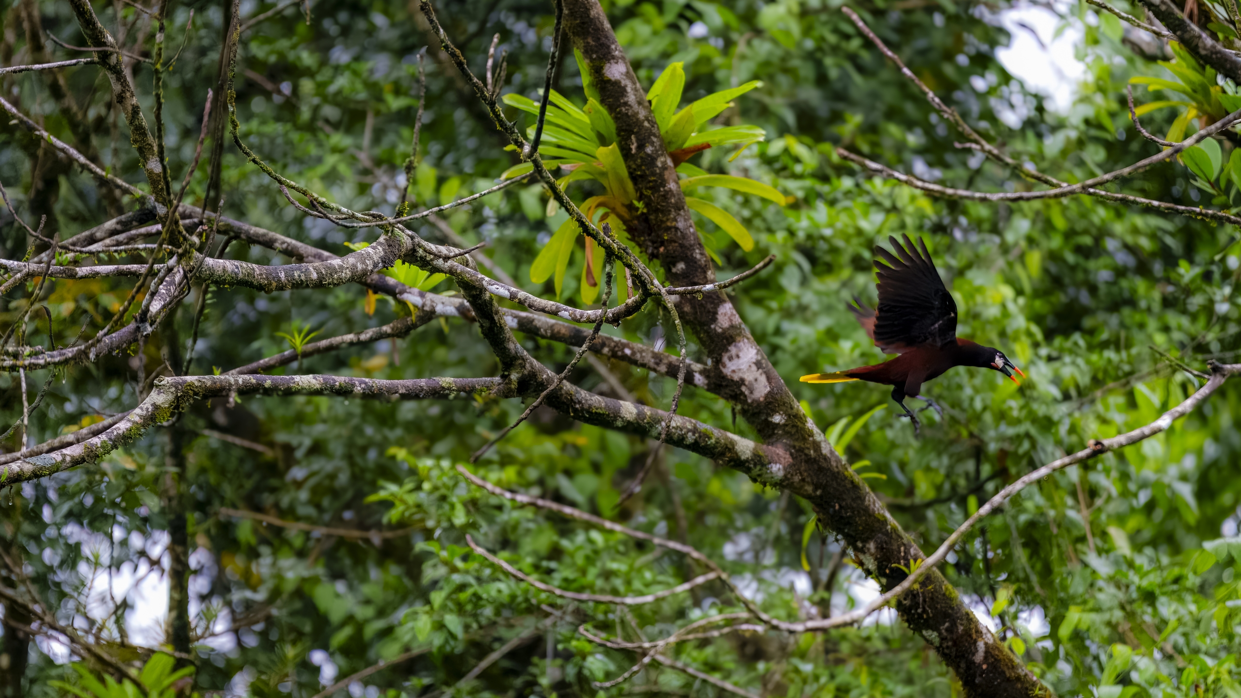Montezumastirnvogel - Psarocolius montezuma - Montezuma Oropendola - Cacique de Moctezuma